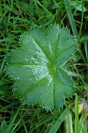 Alchemilla spec1 ? \ Frauenmantel / Lady's Mantle, D Babensham 14.8.2024