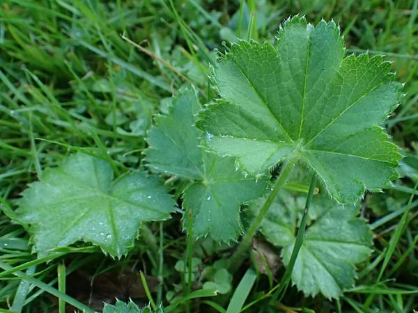 Alchemilla spec1 ? \ Frauenmantel / Lady's Mantle, D Babensham 14.8.2024