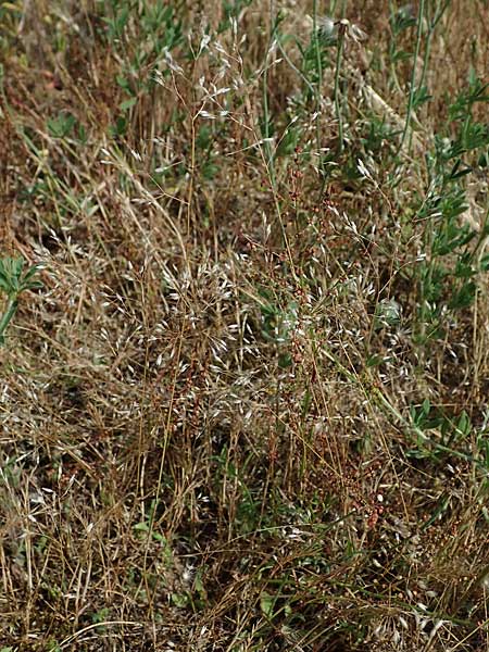 Aira multiculmis \ Vielstngelige Haferschmiele / Multi-Stemmed Hair-Grass, D Hockenheim 17.6.2021