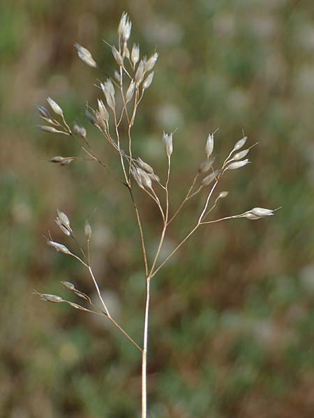 Aira multiculmis \ Vielstngelige Haferschmiele / Multi-Stemmed Hair-Grass, D Hockenheim 17.6.2021