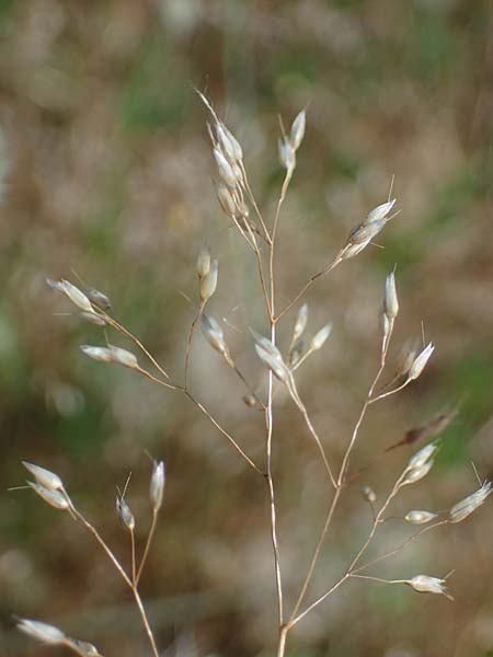 Aira multiculmis \ Vielstngelige Haferschmiele / Multi-Stemmed Hair-Grass, D Hockenheim 17.6.2021