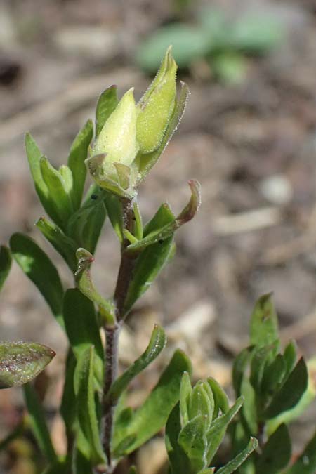 Arenaria montana \ Berg-Sandkraut, Zwerg-Sandkraut, D Essen 21.6.2025