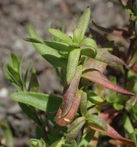 Arenaria montana \ Berg-Sandkraut, Zwerg-Sandkraut, D Essen 21.6.2025