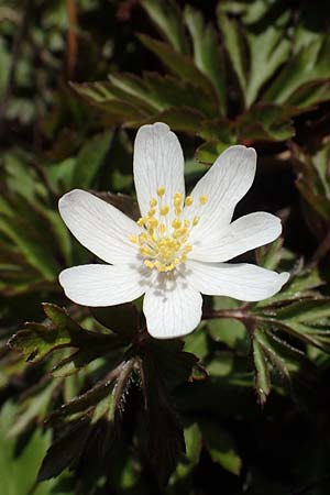 Anemone nemorosa \ Busch-Windrschen, D Ludwigshafen 8.3.2021