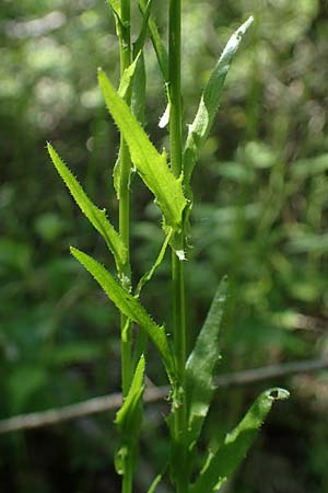 Arabis nemorensis \ Flachschotige Gnsekresse, Auen-Gnsekresse, D Groß-Gerau 29.5.2021