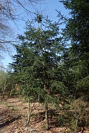 Abies nordmanniana \ Nordmann-Tanne, Kaukasus-Tanne, D Ennepetal 11.4.2025