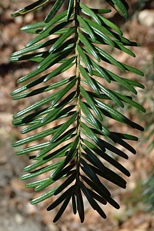 Abies nordmanniana \ Nordmann-Tanne, Kaukasus-Tanne, D Ennepetal 11.4.2025