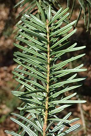Abies nordmanniana \ Nordmann-Tanne, Kaukasus-Tanne, D Ennepetal 11.4.2025