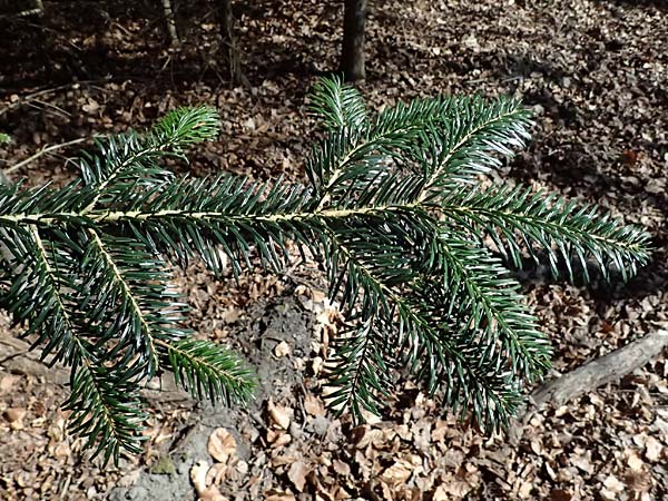 Abies nordmanniana \ Nordmann-Tanne, Kaukasus-Tanne, D Ennepetal 11.4.2025