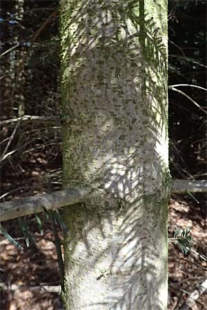 Abies nordmanniana \ Nordmann-Tanne, Kaukasus-Tanne, D Ennepetal 11.4.2025
