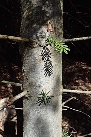 Abies nordmanniana \ Nordmann-Tanne, Kaukasus-Tanne, D Ennepetal 11.4.2025