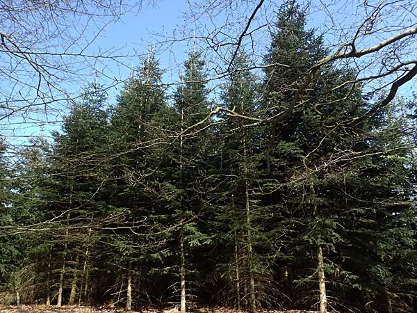 Abies nordmanniana \ Nordmann-Tanne, Kaukasus-Tanne, D Ennepetal 11.4.2025