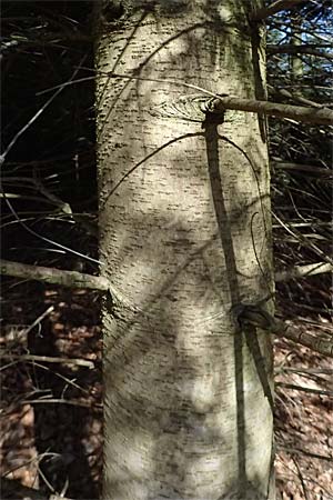 Abies nordmanniana \ Nordmann-Tanne, Kaukasus-Tanne, D Ennepetal 11.4.2025
