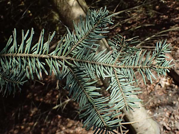 Abies nordmanniana \ Nordmann-Tanne, Kaukasus-Tanne, D Ennepetal 11.4.2025