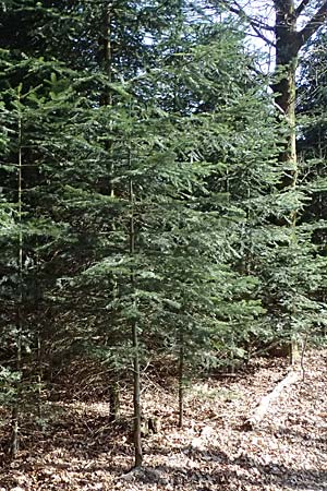 Abies nordmanniana \ Nordmann-Tanne, Kaukasus-Tanne, D Ennepetal 11.4.2025
