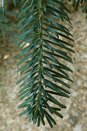 Abies nordmanniana \ Nordmann-Tanne, Kaukasus-Tanne, D Ennepetal 11.4.2025
