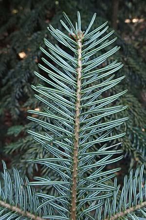 Abies nordmanniana \ Nordmann-Tanne, Kaukasus-Tanne, D Ennepetal 11.4.2025