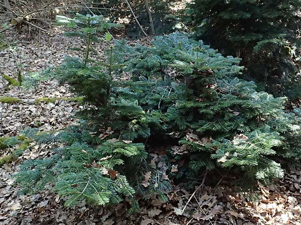 Abies nordmanniana \ Nordmann-Tanne, Kaukasus-Tanne, D Ennepetal 11.4.2025