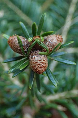 Abies nordmanniana \ Nordmann-Tanne, Kaukasus-Tanne, D Ennepetal 11.4.2025