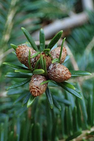 Abies nordmanniana \ Nordmann-Tanne, Kaukasus-Tanne, D Ennepetal 11.4.2025