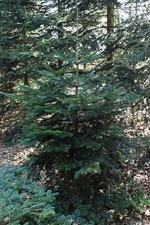 Abies nordmanniana \ Nordmann-Tanne, Kaukasus-Tanne, D Ennepetal 11.4.2025