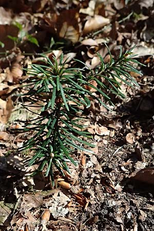 Abies nordmanniana \ Nordmann-Tanne, Kaukasus-Tanne, D Ennepetal 11.4.2025