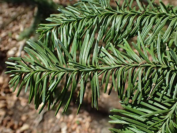 Abies nordmanniana \ Nordmann-Tanne, Kaukasus-Tanne, D Ennepetal 11.4.2025