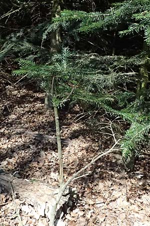 Abies nordmanniana \ Nordmann-Tanne, Kaukasus-Tanne, D Ennepetal 11.4.2025
