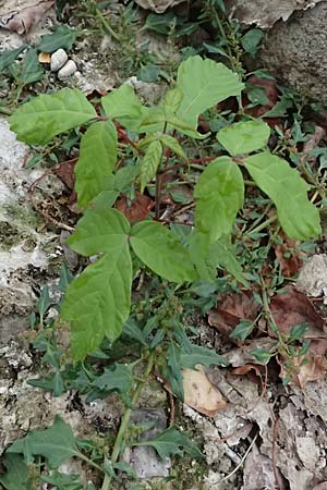 Acer negundo \ Eschen-Ahorn / Box Elder, D Mannheim 13.9.2026