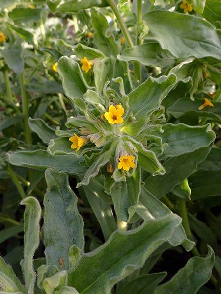 Alkanna orientalis \ Orientalische Schminkwurz, Mundholz / Yellow Alkanet, Oriental Alkanet, D  8.4.2024