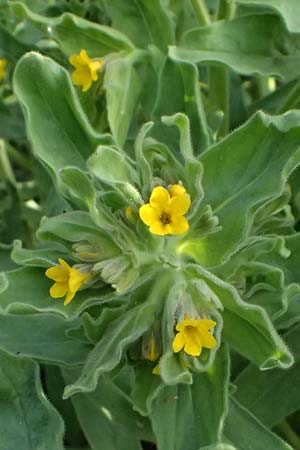 Alkanna orientalis \ Orientalische Schminkwurz, Mundholz / Yellow Alkanet, Oriental Alkanet, D  8.4.2024