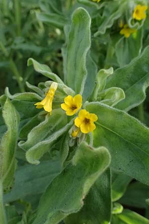 Alkanna orientalis \ Orientalische Schminkwurz, Mundholz / Yellow Alkanet, Oriental Alkanet, D  8.4.2024
