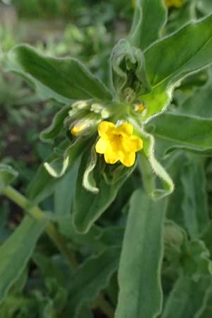 Alkanna orientalis \ Orientalische Schminkwurz, Mundholz / Yellow Alkanet, Oriental Alkanet, D  8.4.2024