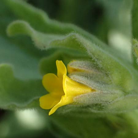 Alkanna orientalis \ Orientalische Schminkwurz, Mundholz / Yellow Alkanet, Oriental Alkanet, D  8.4.2024