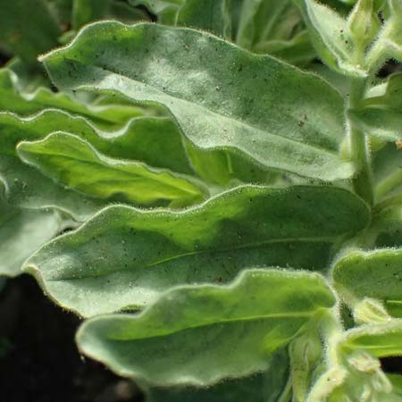 Alkanna orientalis \ Orientalische Schminkwurz, Mundholz / Yellow Alkanet, Oriental Alkanet, D  8.4.2024