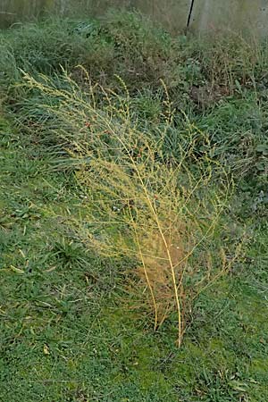 Asparagus officinalis \ Gemse-Spargel / Garden Asparagus, Wild Asparagus, D Mannheim 3.11.2025