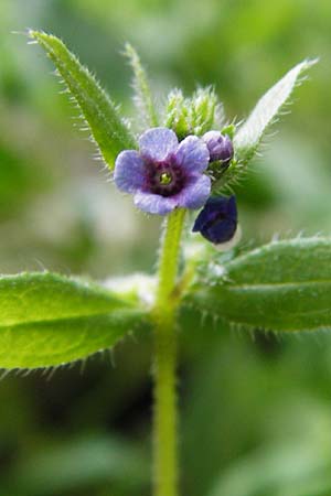 Asperugo procumbens \ Scharfkraut, Schlangenuglein / German Madwort, D Blaubeuren 2.6.2015