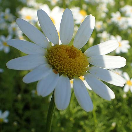 Anacyclus pyrethrum / Flattened Alexander's Foot, D Sachsen-Anhalt, Kloster Jerichow 22.9.2020