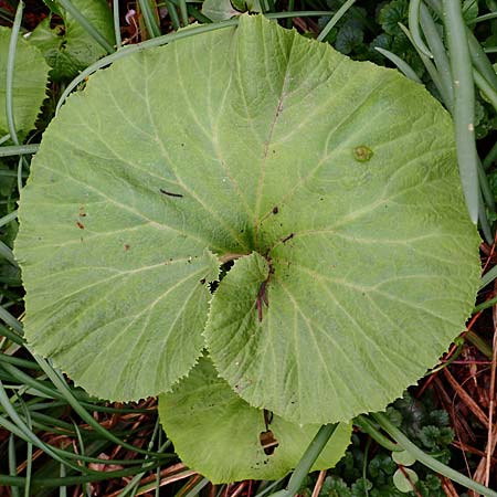 Petasites japonicus \ Asiatische Pestwurz, Japanische Pestwurz, D Bochum 16.4.2023