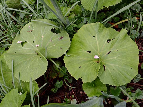 Petasites japonicus \ Asiatische Pestwurz, Japanische Pestwurz, D Bochum 16.4.2023
