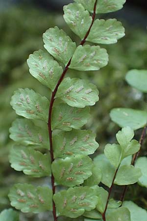 Asplenium trichomanes subsp. quadrivalens \ Tetraploider Brauner Streifenfarn, Gewhnlicher Brauner Streifenfarn / Tetraploid Spleenwort, D Morsbach 22.10.2018