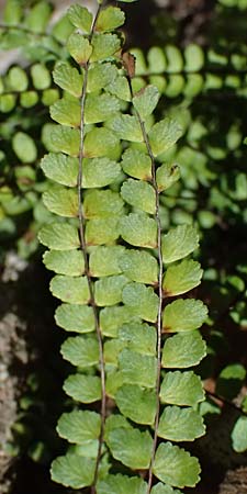 Asplenium trichomanes subsp. quadrivalens \ Tetraploider Brauner Streifenfarn, Gewhnlicher Brauner Streifenfarn / Tetraploid Spleenwort, D Bad König 20.7.2024