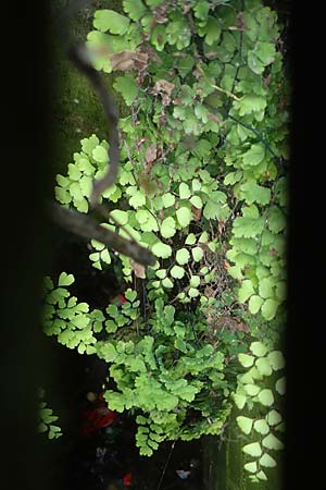 Adiantum raddianum \ Dreieckiger Frauenhaar-Farn, Raddes Frauenhaar-Farn, D Essen 9.8.2021