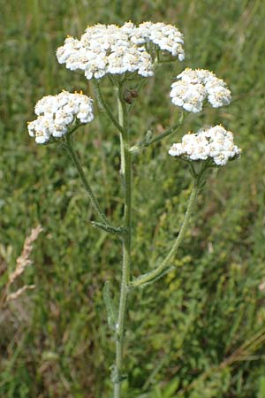 Achillea setacea / Fine-Leaved Milfoil, D Thüringen, Kölleda 15.6.2023