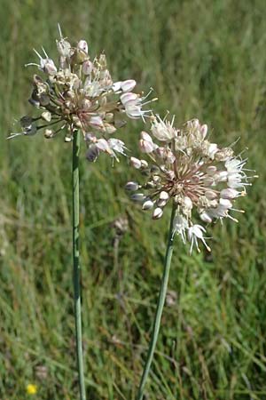 Allium suaveolens \ Wohlriechender Lauch / Fragrant Leek, D Uffing 14.8.2024