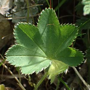 Alchemilla subcrenata \ Stumpfzhniger Frauenmantel / Broadtooth Lady's Mantle, D Günzburg 24.5.2025