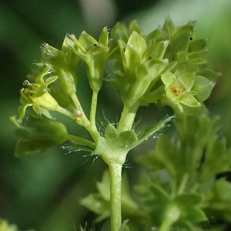 Alchemilla subcrenata \ Stumpfzhniger Frauenmantel / Broadtooth Lady's Mantle, D Günzburg 24.5.2025