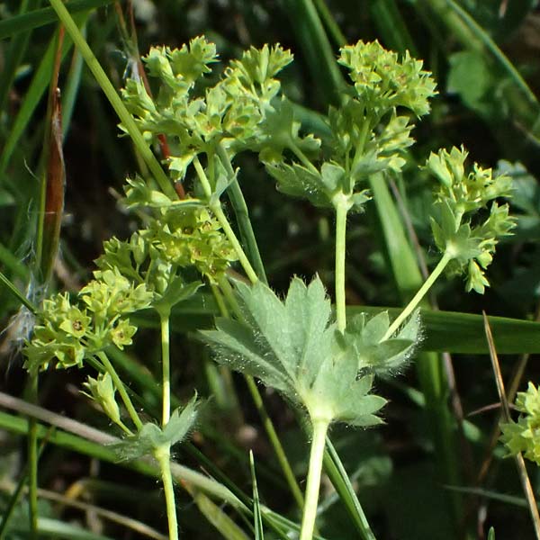 Alchemilla subcrenata \ Stumpfzhniger Frauenmantel / Broadtooth Lady's Mantle, D Günzburg 24.5.2025