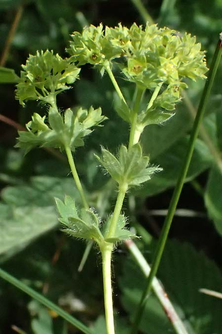 Alchemilla subcrenata \ Stumpfzhniger Frauenmantel / Broadtooth Lady's Mantle, D Günzburg 24.5.2025