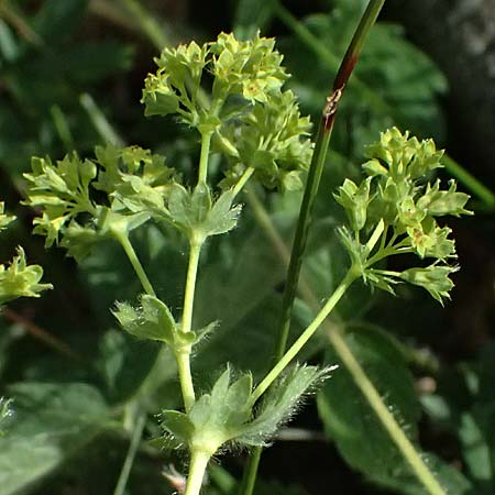 Alchemilla subcrenata \ Stumpfzhniger Frauenmantel / Broadtooth Lady's Mantle, D Günzburg 24.5.2025